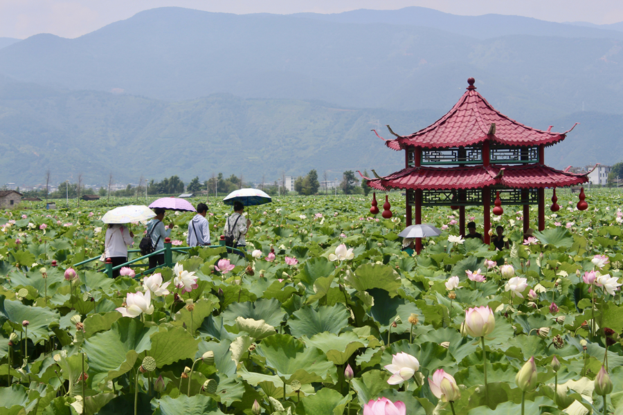 夏日荷田新“丰”景 丽江永胜探索农文旅融合新路径_新华网